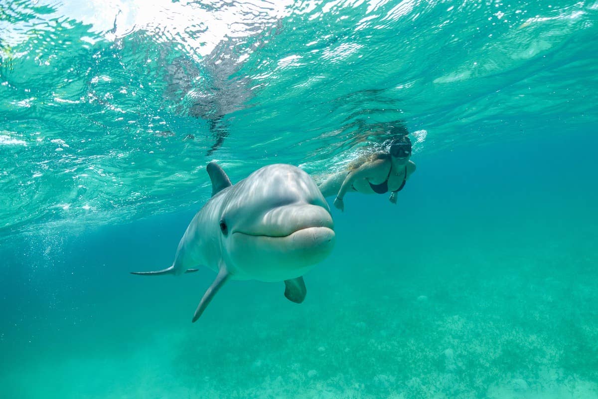 snorkel turks