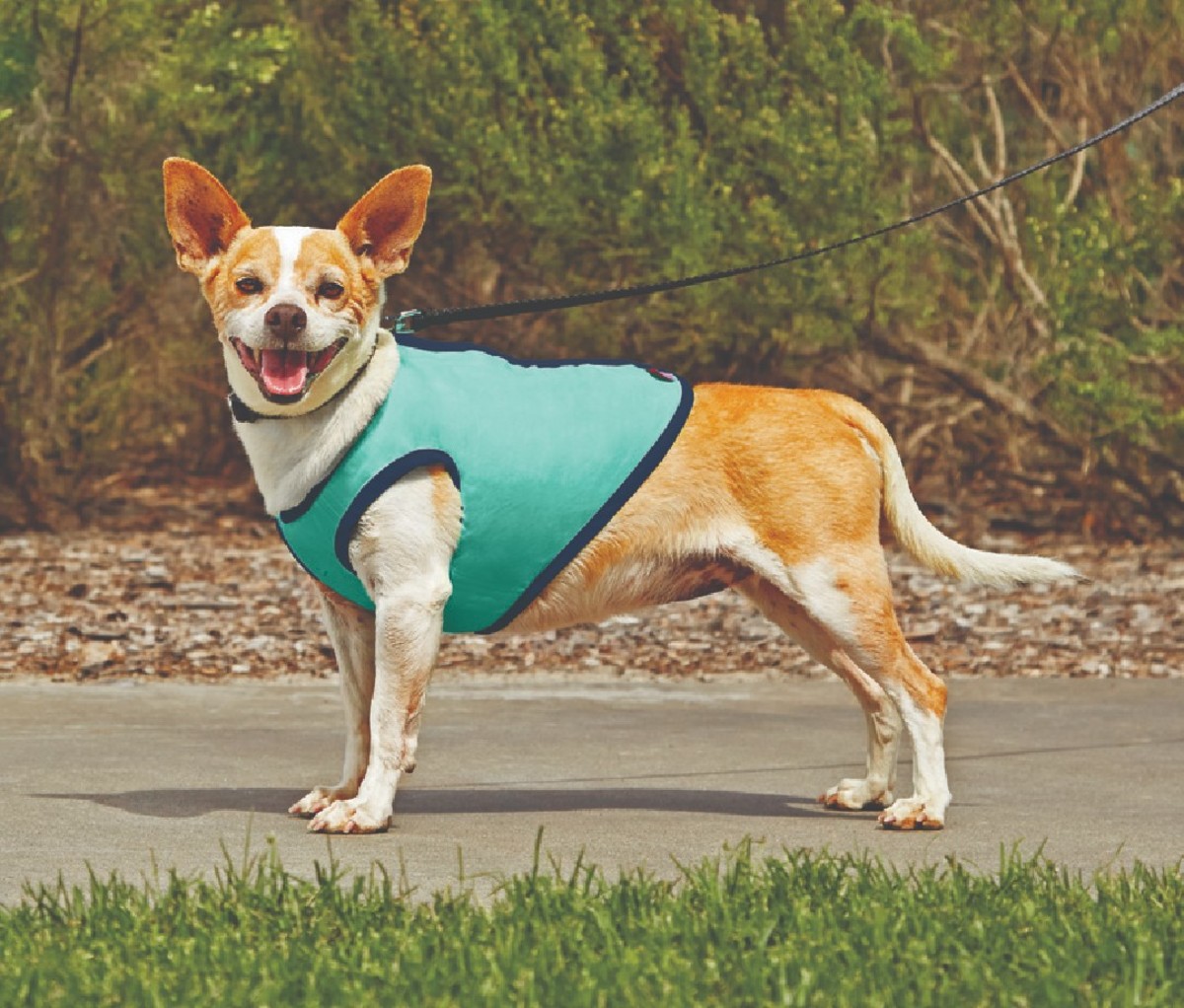 Petco Good2Go Cooling Dog Vest