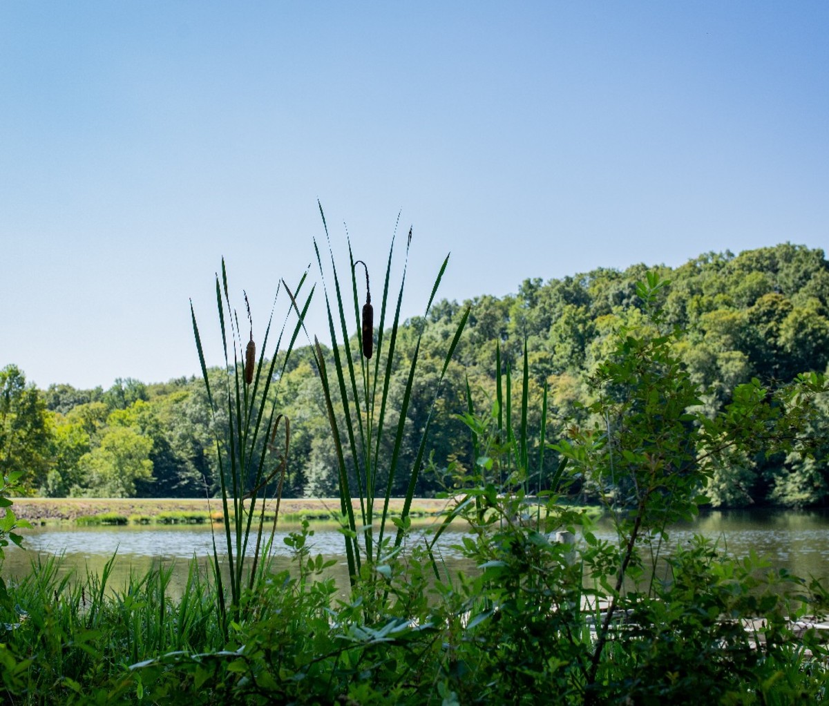 A view of a lake in Southern Indiana with cattails in the foreground and a small forested hill in the background.