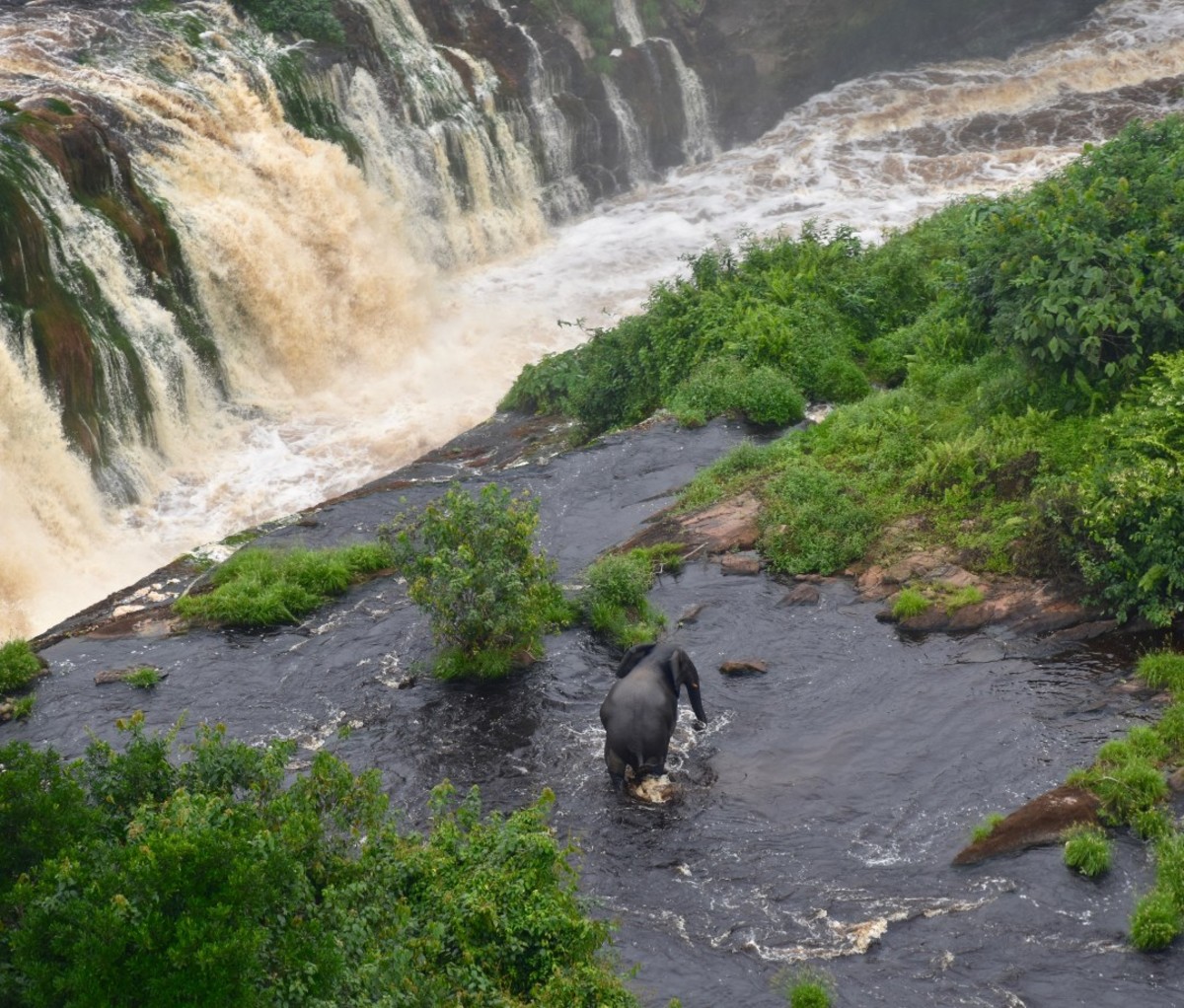 An elephant next to enormous waterfalls in Gabon's Ivindo National Park.