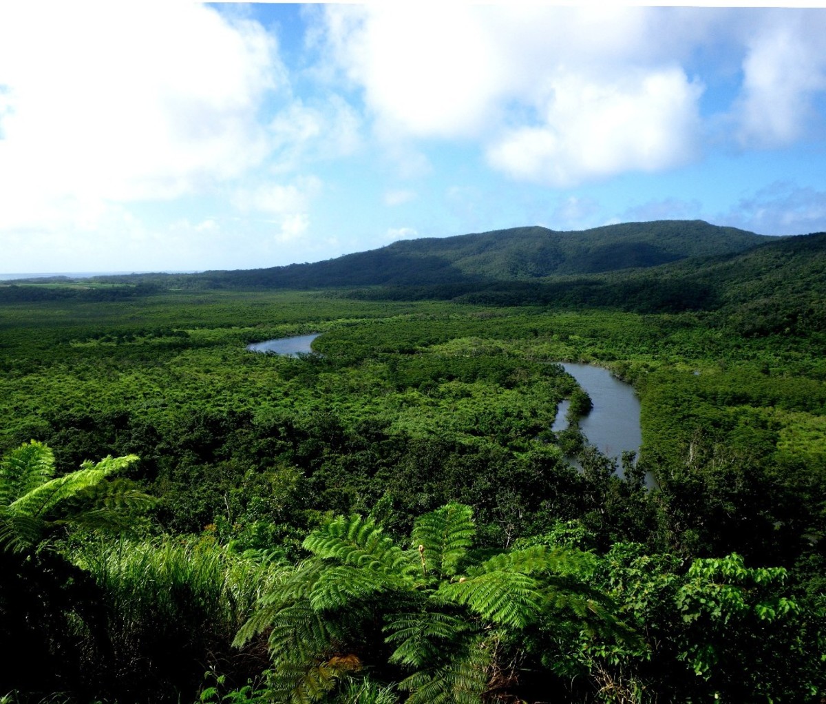 A mangrove forest in the Amami-Oshima Island, Tokunoshima Island, northern part of Okinawa Island, and Iriomote Island World Heritage site.