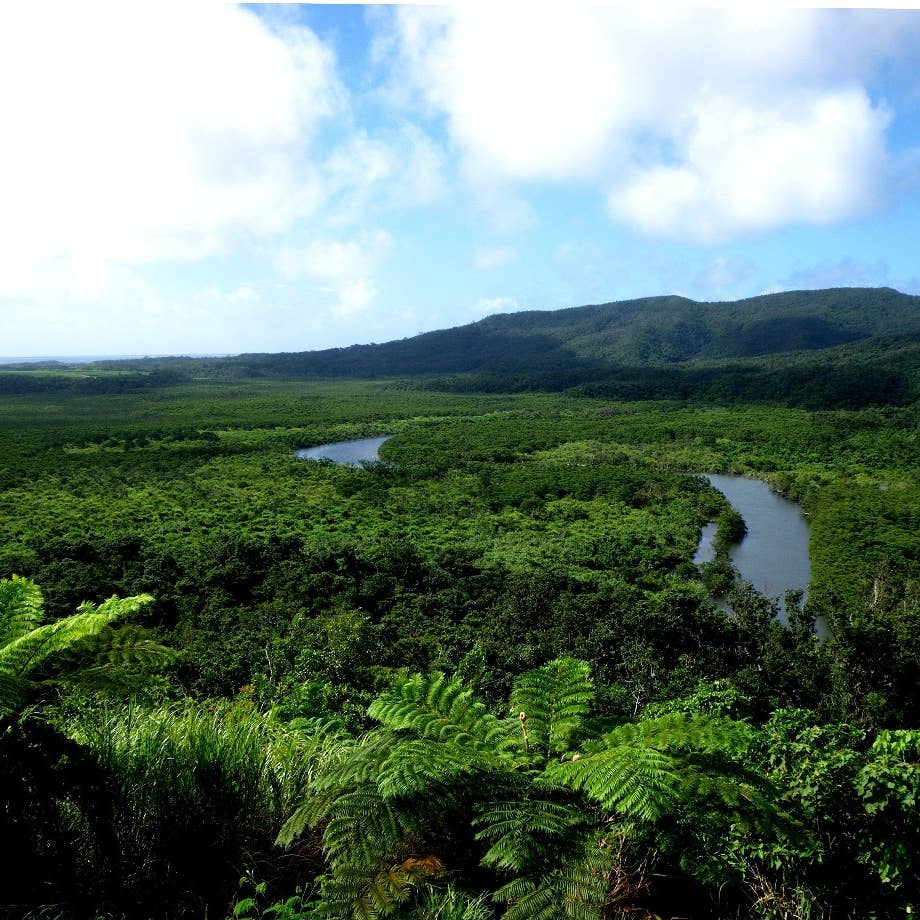 A mangrove forest in the Amami-Oshima Island, Tokunoshima Island, northern part of Okinawa Island, and Iriomote Island World Heritage site.