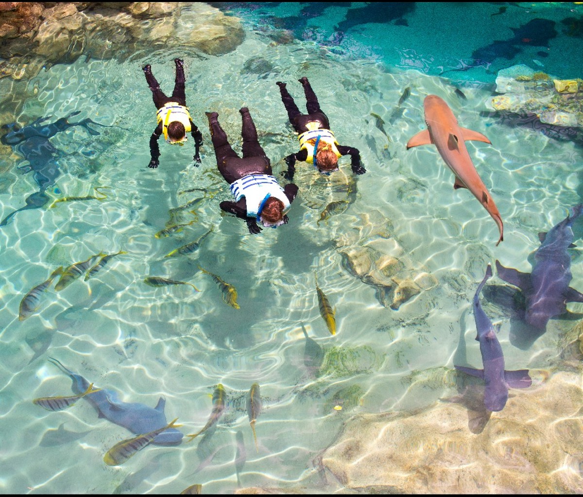 A family snorkeling next to small sharks.