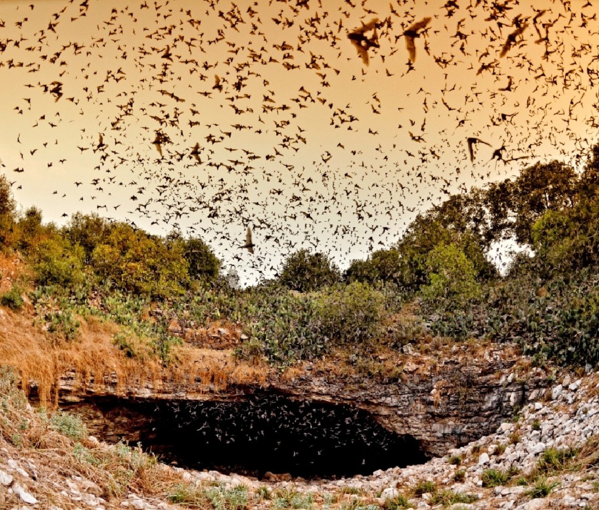 Много-много летучих мышей летают вокруг входа в пещеру вулканов в Техасе.