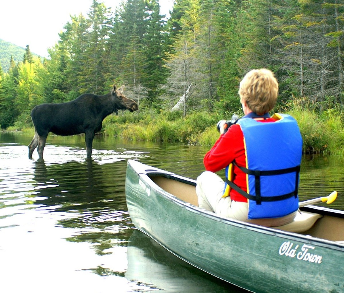 A man in a canoe takes a photo of a very, very close moose.