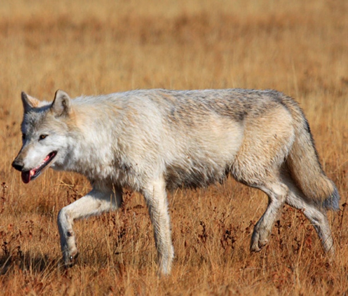 A lone wolf trots across a field.