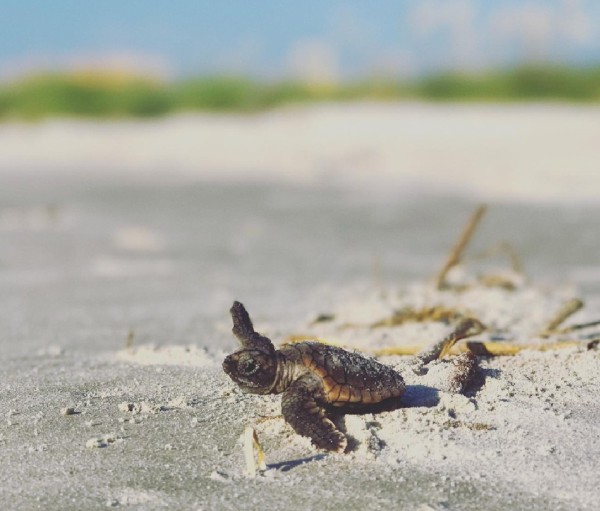 A baby sea turtle struggles toward the water.