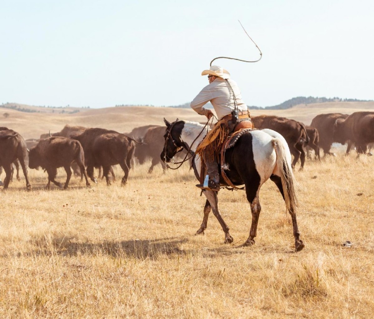 A picture of a cowboy on a horse chasing a herd of buffalo.