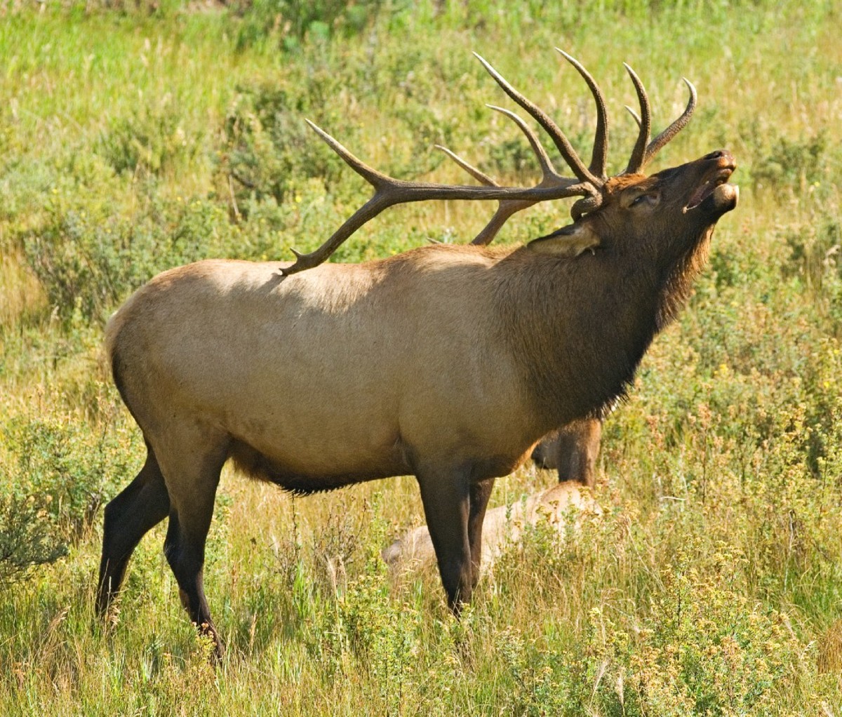 A picture of an elk bugling.