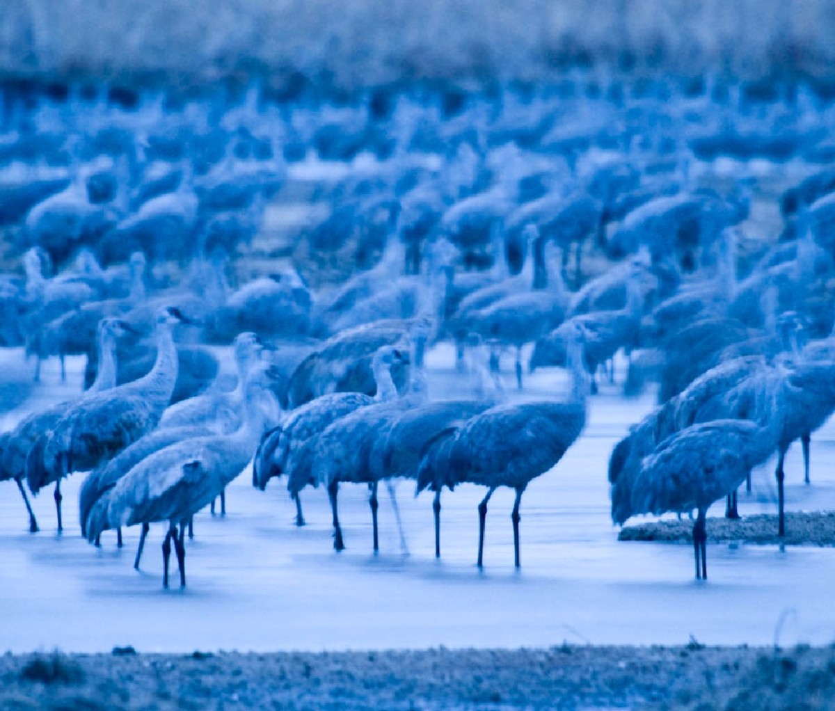 Hundreds of standing Sandhill Cranes.