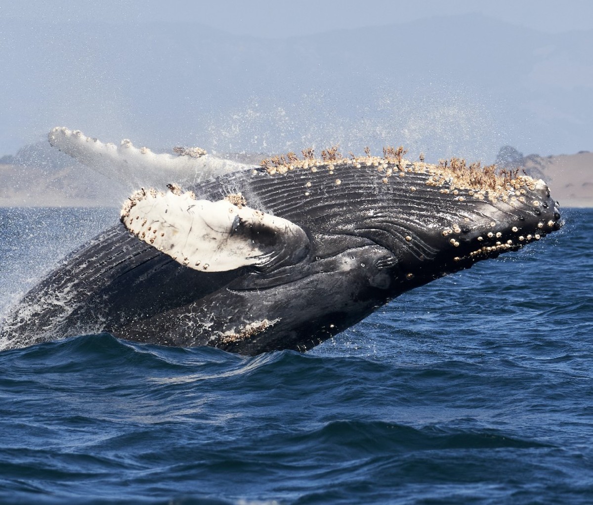 Humpback whale breaching out of water in California