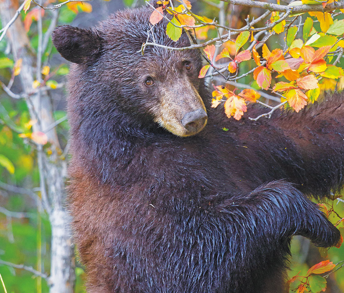 Black bear climbing tree