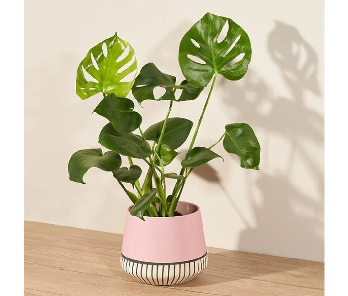 Bouqs Monstera Magic