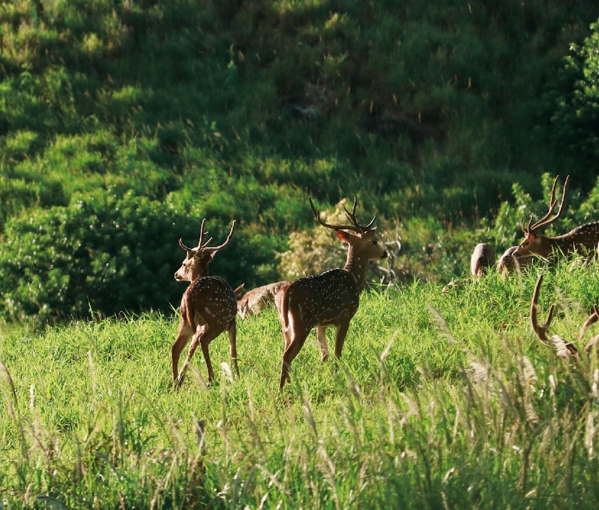 Axis deer roaming field