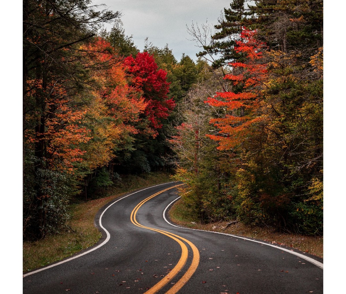 Road with fall foliage