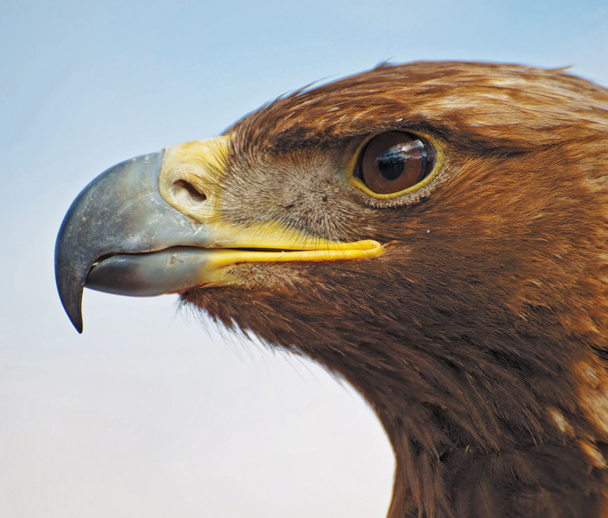 Close-eup of a golden eagle