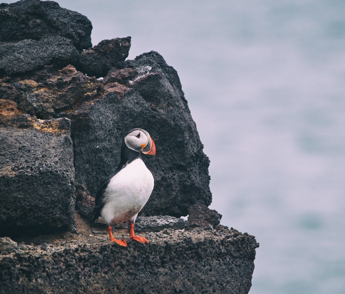 Black and white Arctic puffin