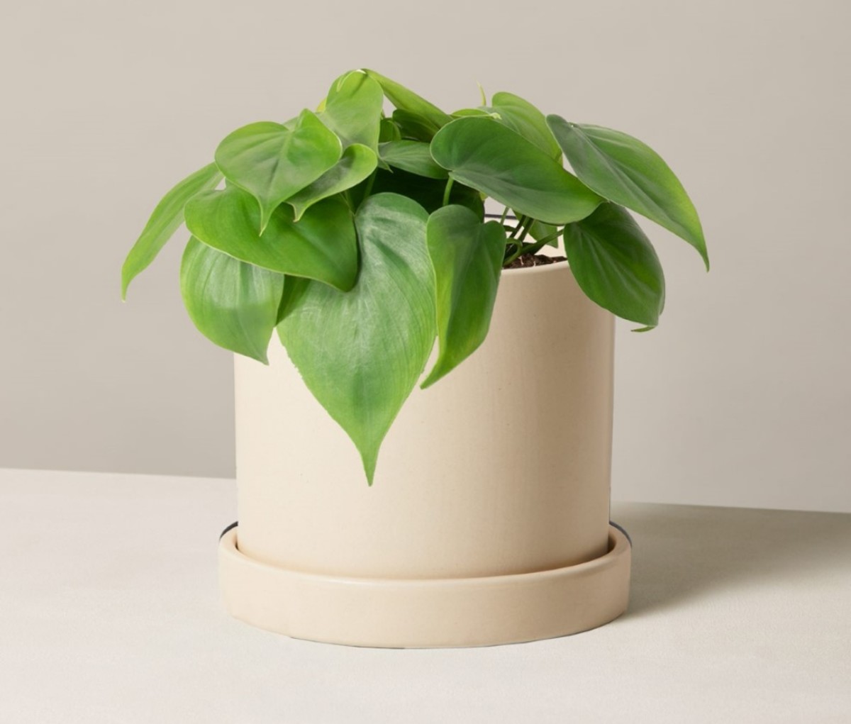 philodendron plant houseplants in a white pot