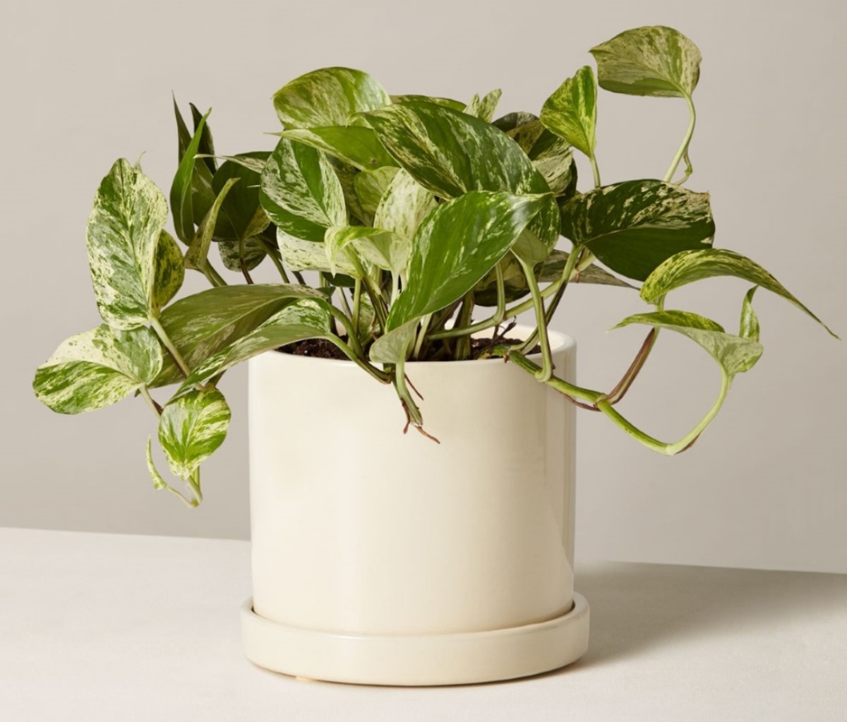 pothos houseplant in a white pot