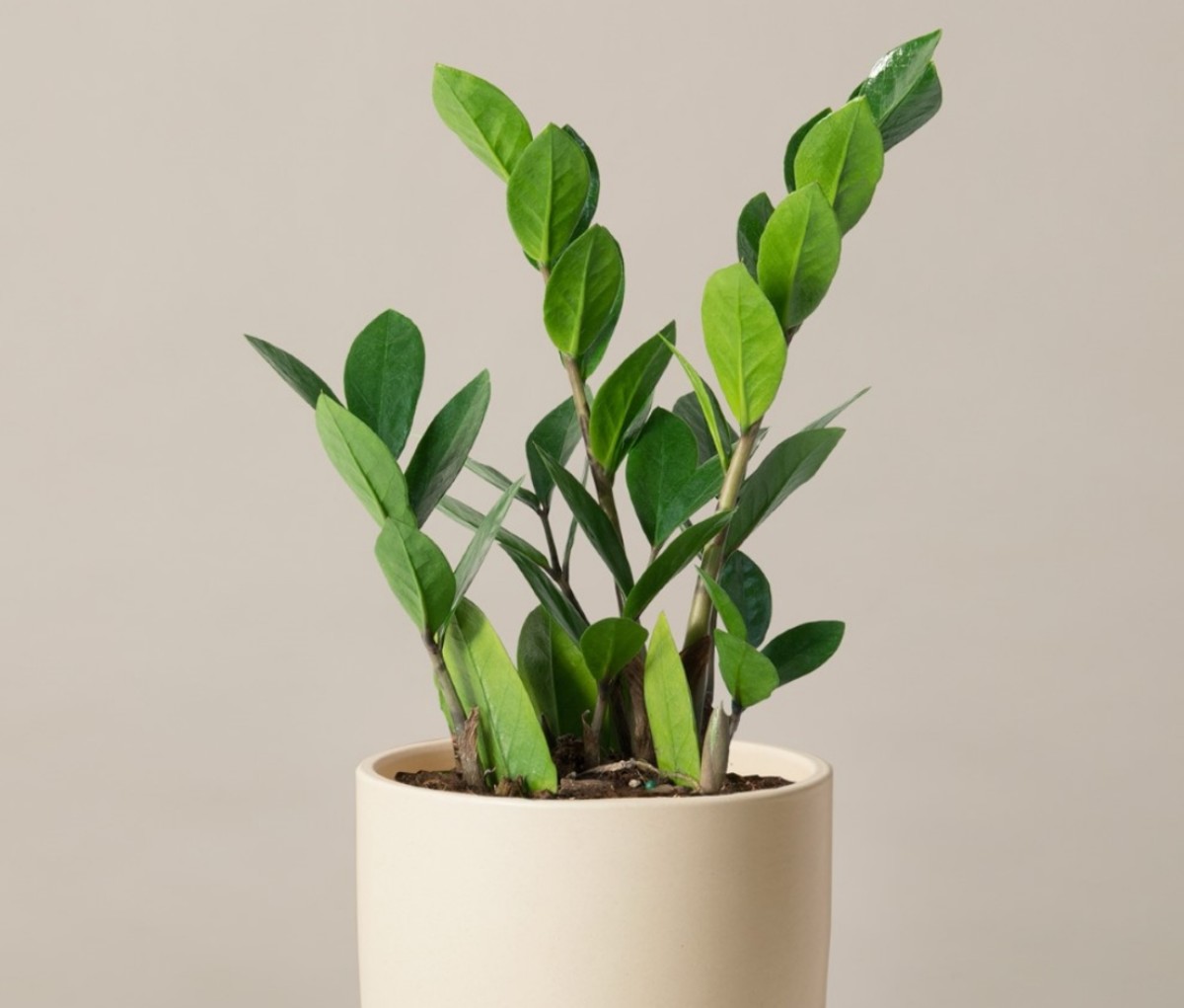 ZZ plant low-effort houseplant in a white pot