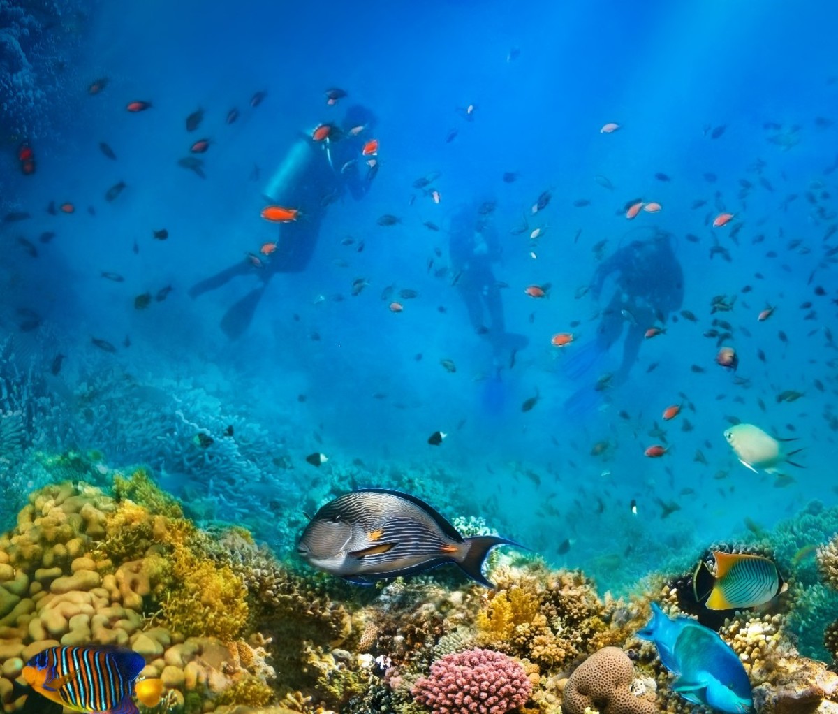 Group of scuba divers exploring coral reef. Underwater sports and tropical vacation.