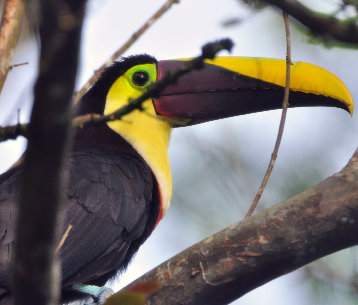 Closeup of an elusive toucanet (toucan-like bird) sitting on a branch in the rainforest of Costa Rica's Manuel Antonio National Park