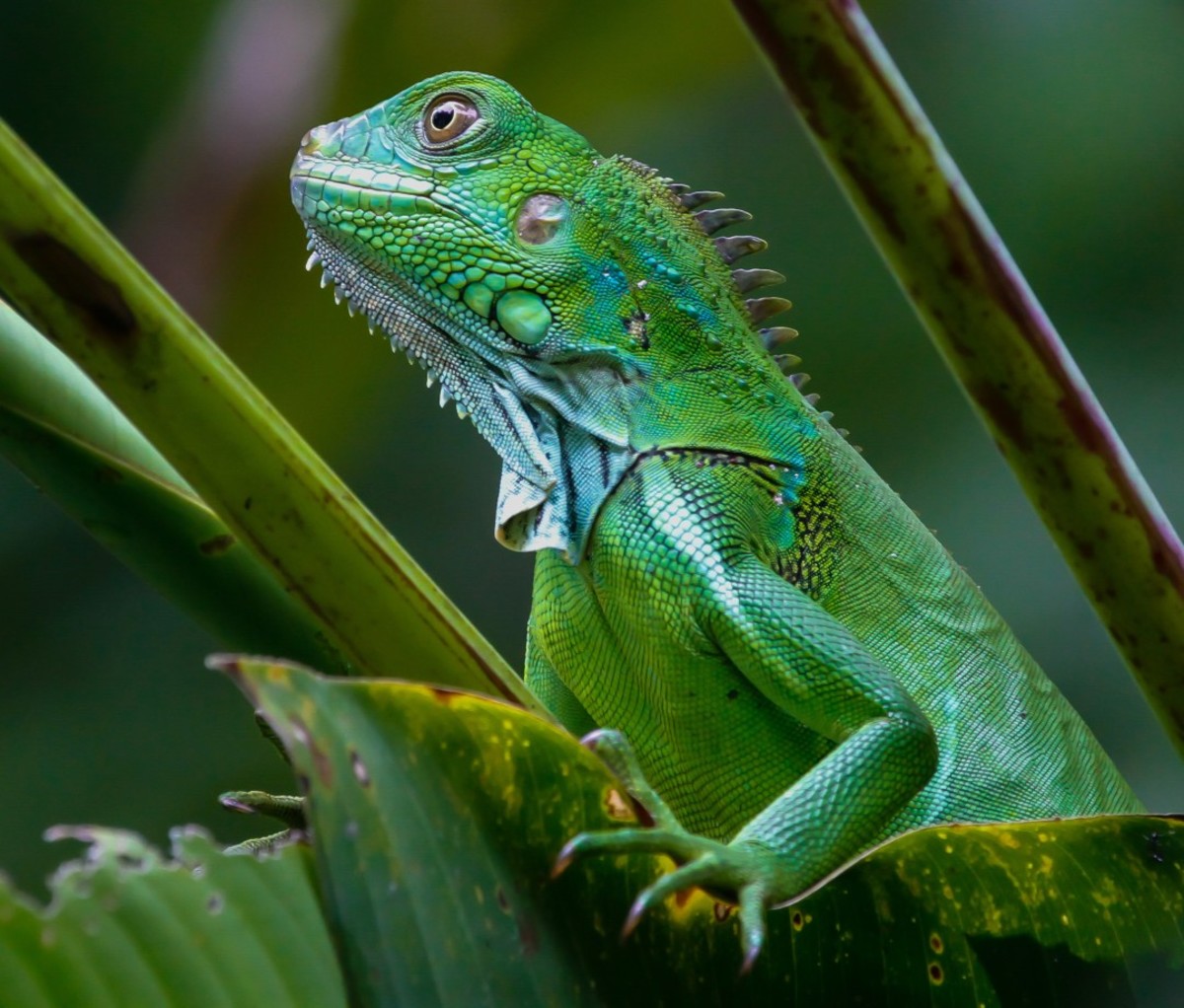 Green Iguana in jungle