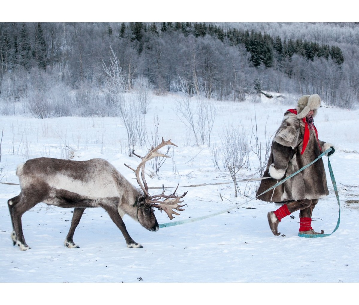 A Sami Native leads a reindeer along a snowy trail in Northern Norway