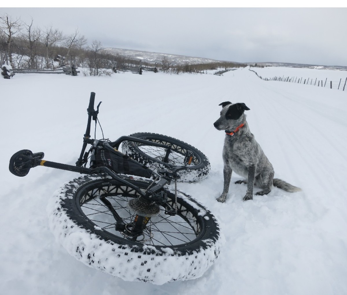 Border collie sits in the snow next to a fat bike along a snowy trail in the Southwestern Colorado's San Juan mountain range near the town of Ridgeway.