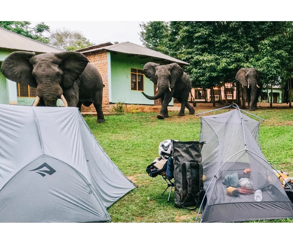 African Elephants walking past some tents on the grass.