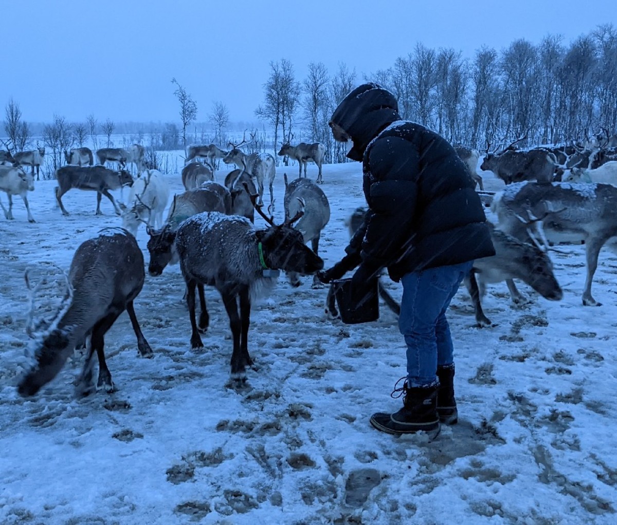 Person feeding reindeer in Tromso