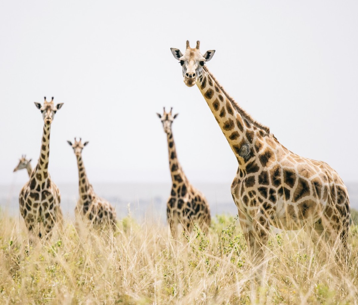 Giraffes staring from the side of the road