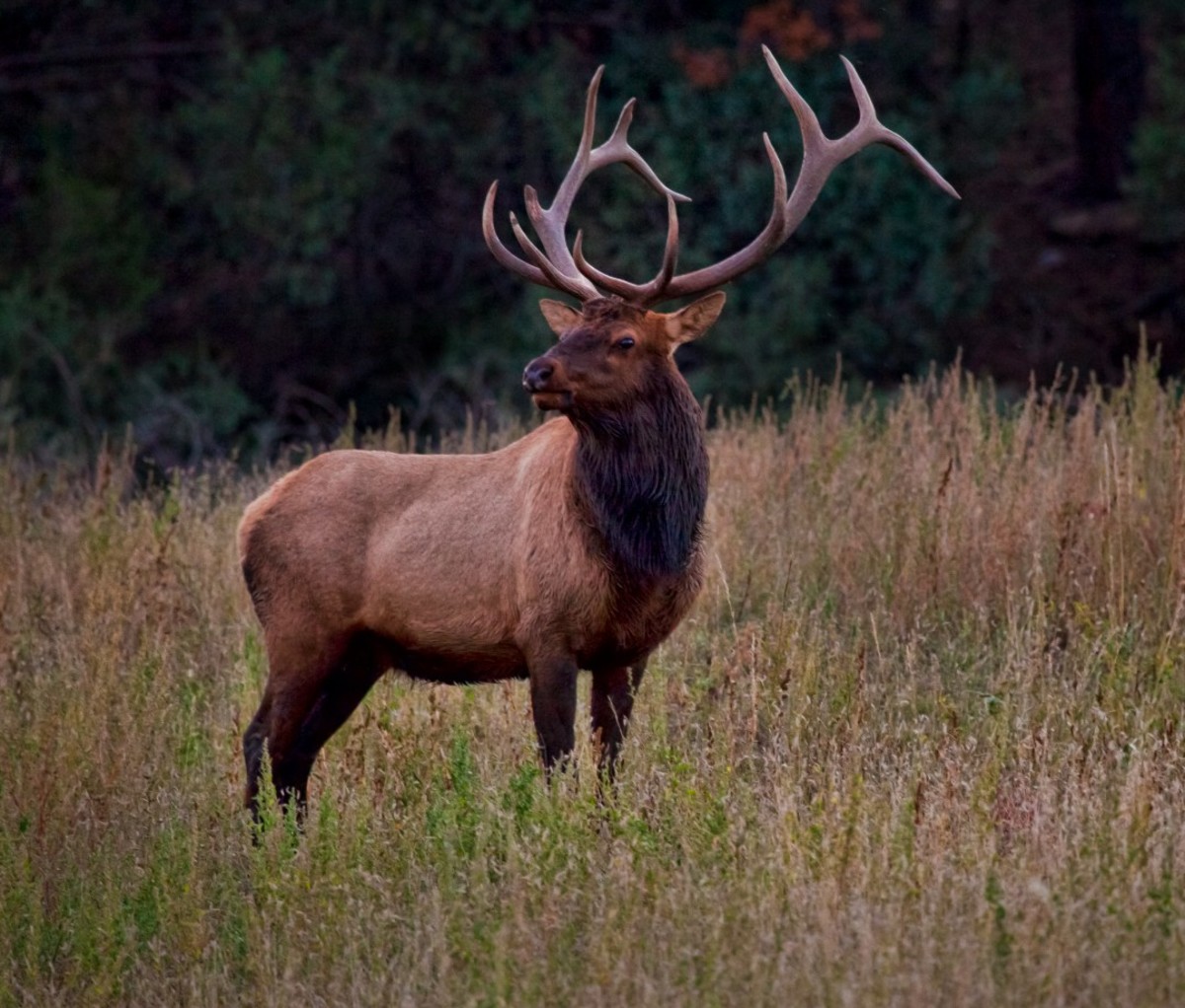 Bull elk standing in field