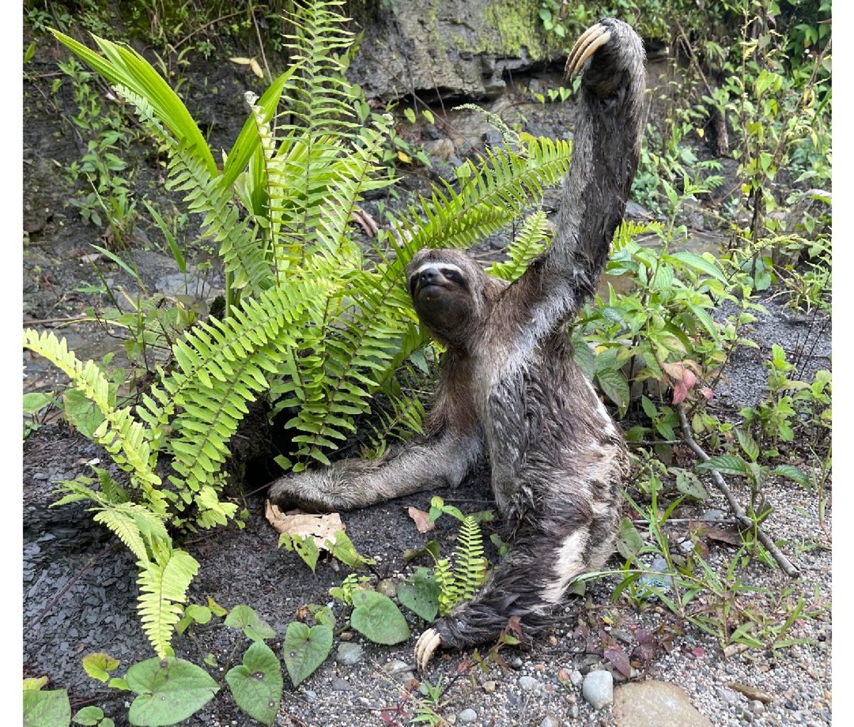 Three-toed sloth "waves" with one arm from the side of the river in Ecuador