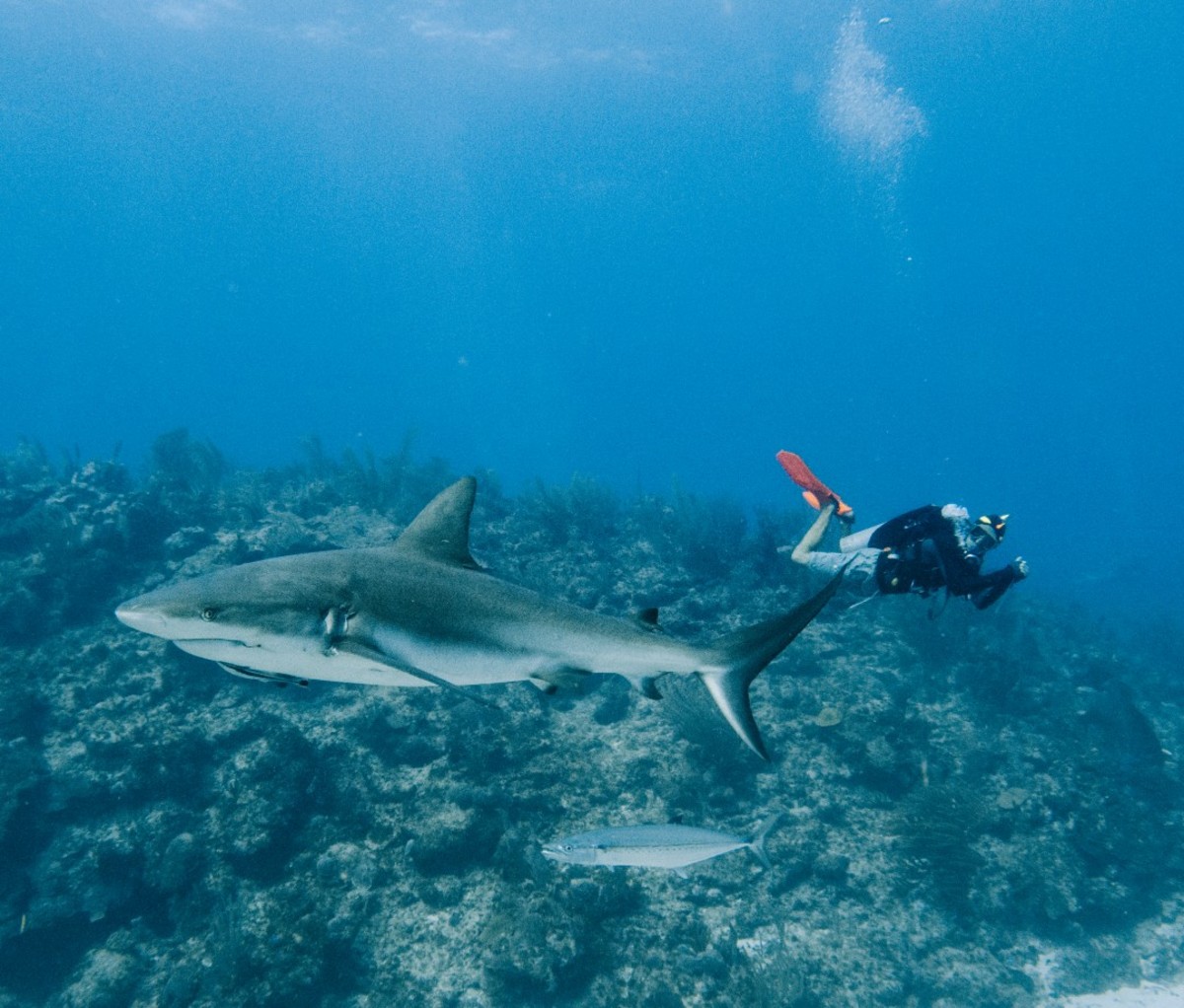 Scuba diving with shark