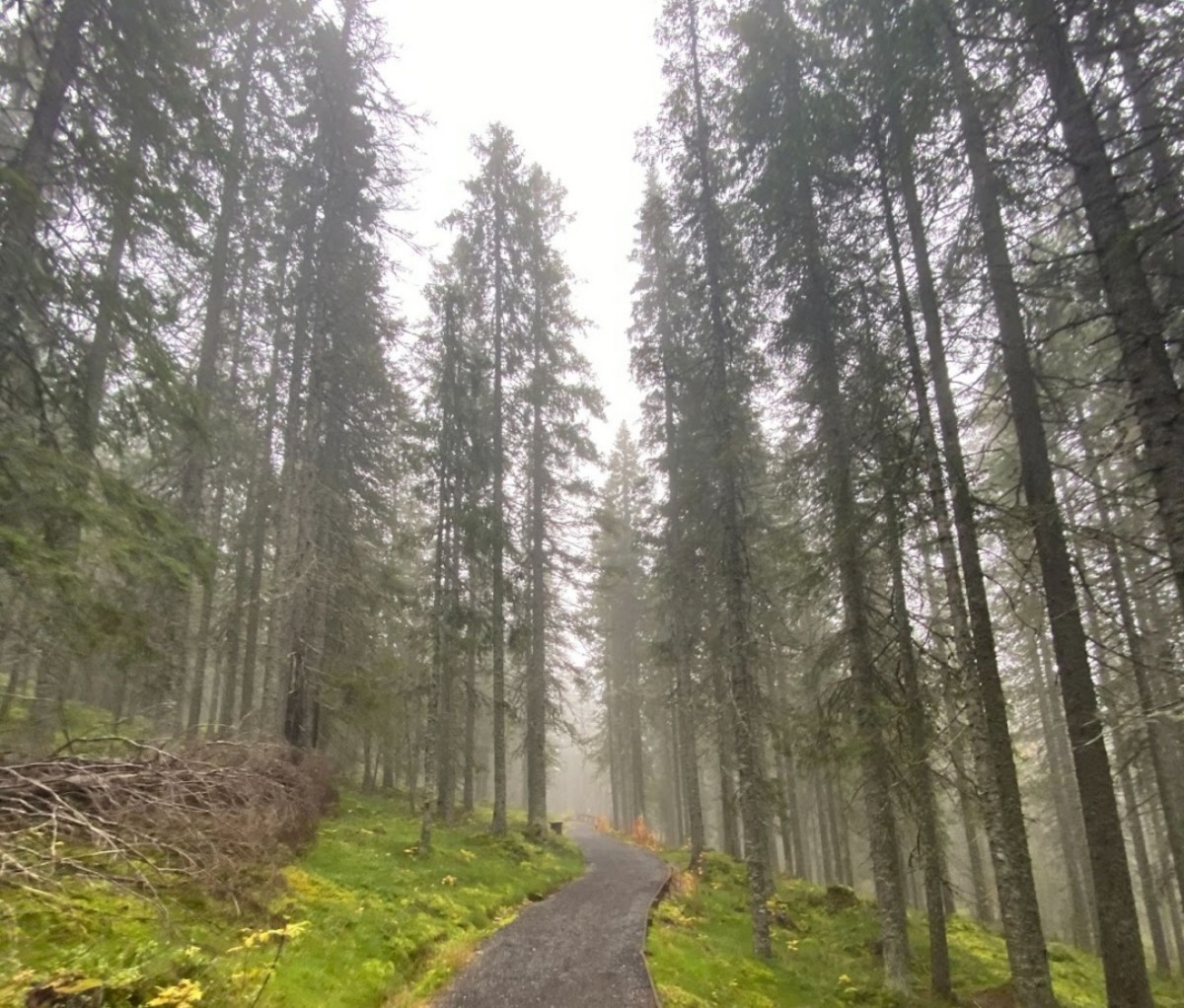 A path winding through a forest in Skuleskogen National Park