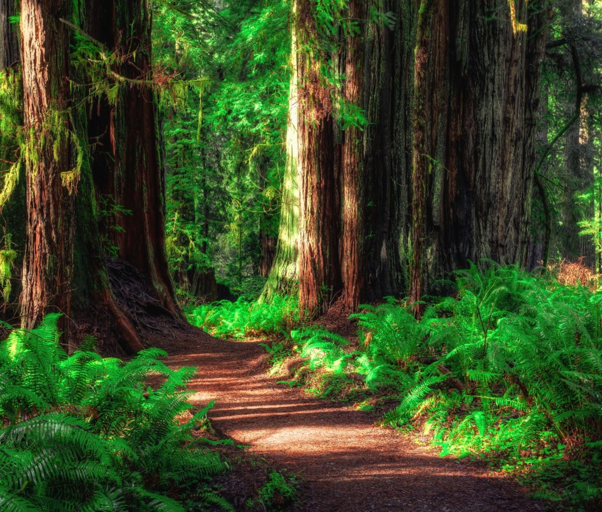 Redwood National and State Parks