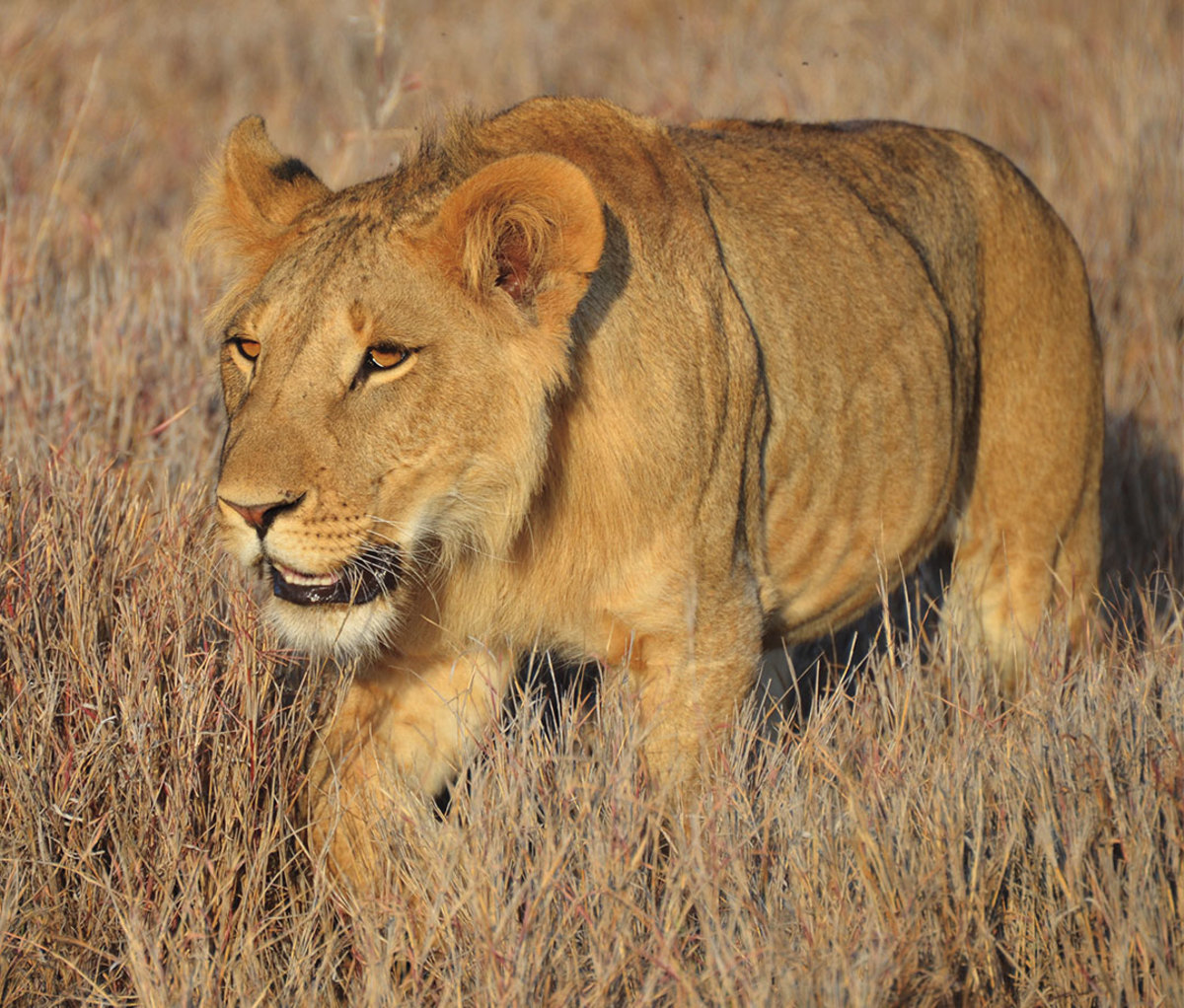 Lionness stalking in grass