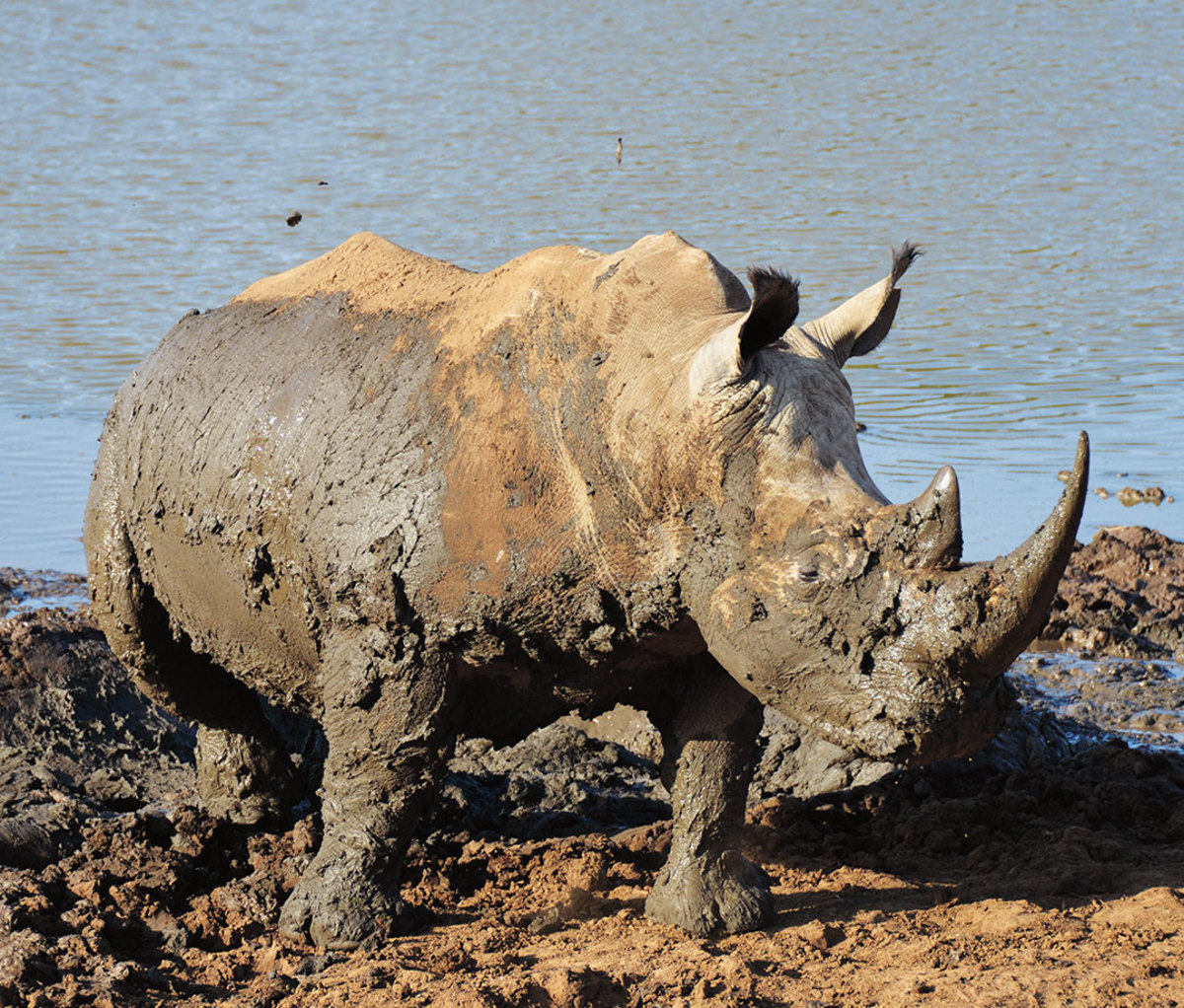 Rhino covered in mud