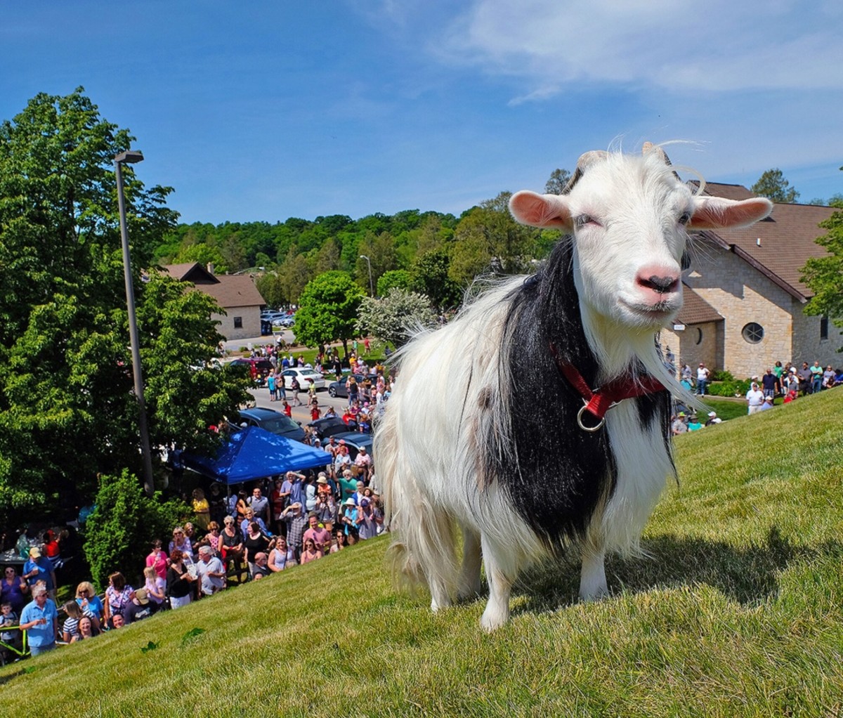 A goat on the sod roof of Al Johnson's Swedish Restaurant & Butik with a crowd and buildings in the background