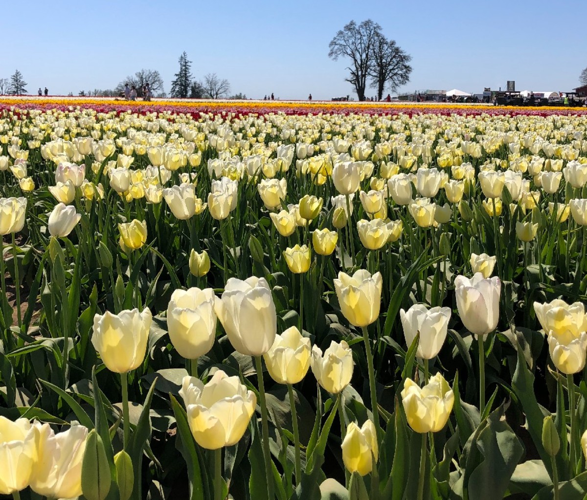 Yellow tuliips bloom in Woodburn, Oregon.
