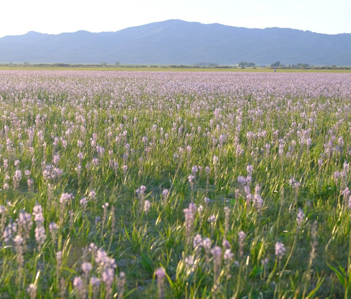 Purple wildflowers bloom in Southern Idaho's Camas Prairie Centennial Marsh