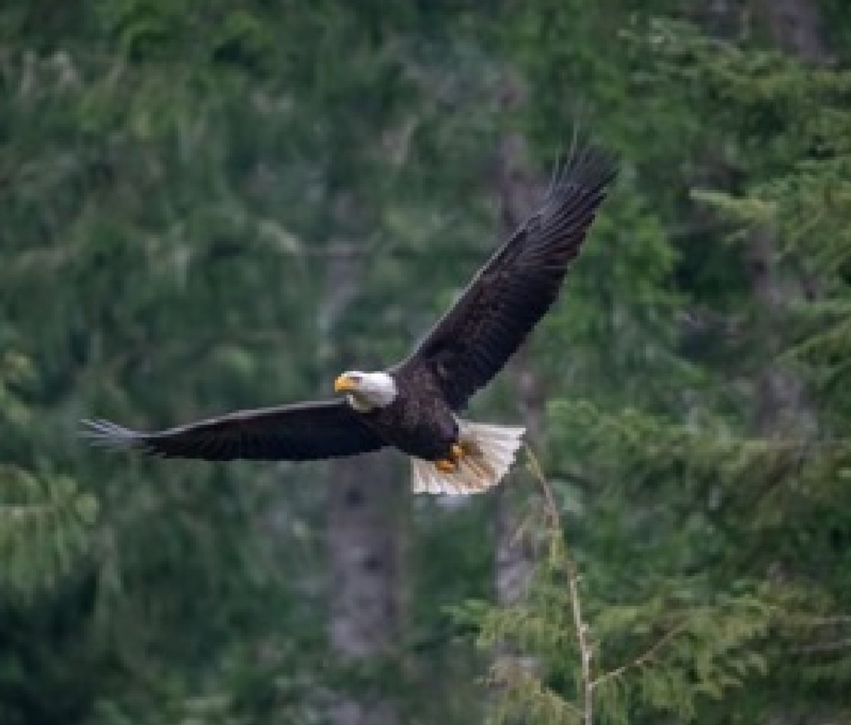 An eagle soars in the French Creek Estuary eagle sanctuary.