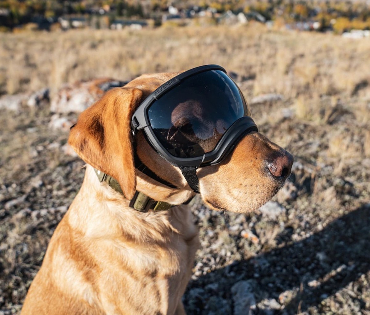 Yellow lab wearing goggles