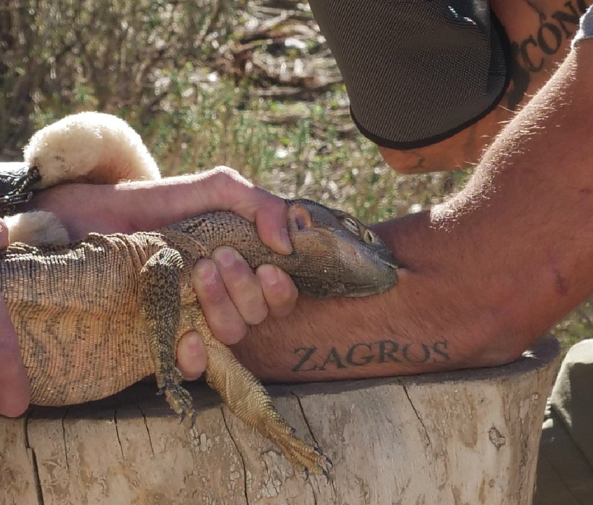 Closeup of a lizard biting Rob Alleva's forearm.