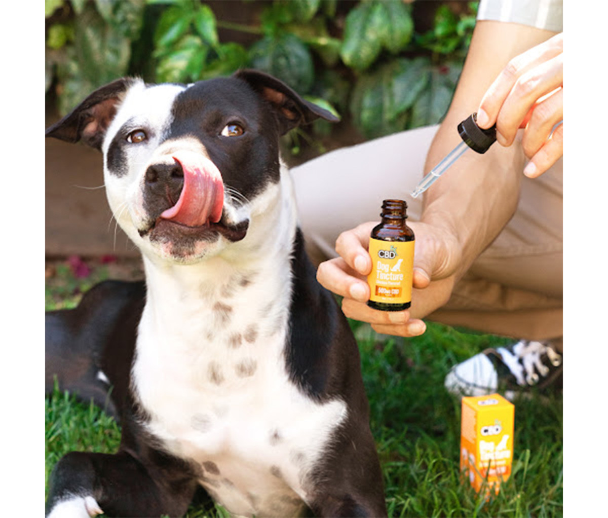 cbd dose for dogs