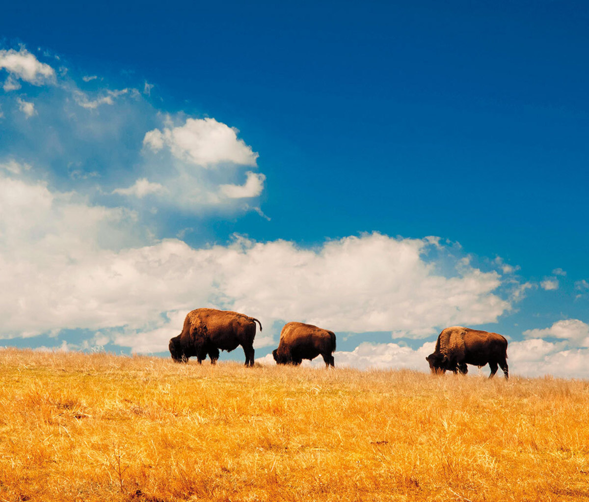 Buffalo walking on prairie