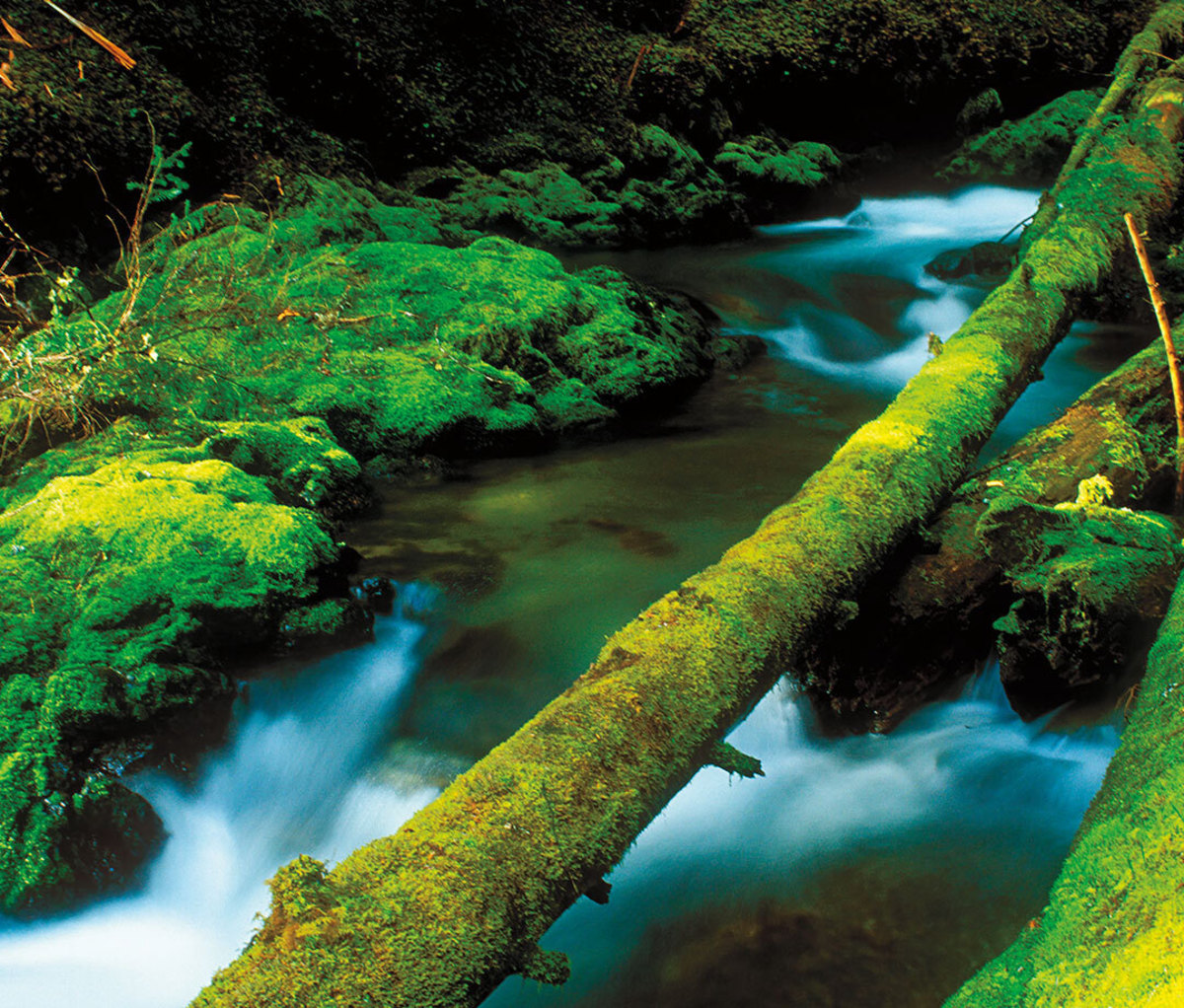 Lush forested area with river