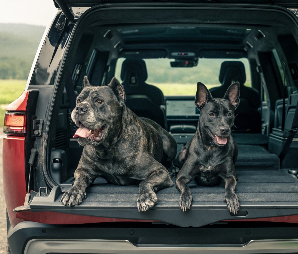 Two black-haired dogs in back of SUV