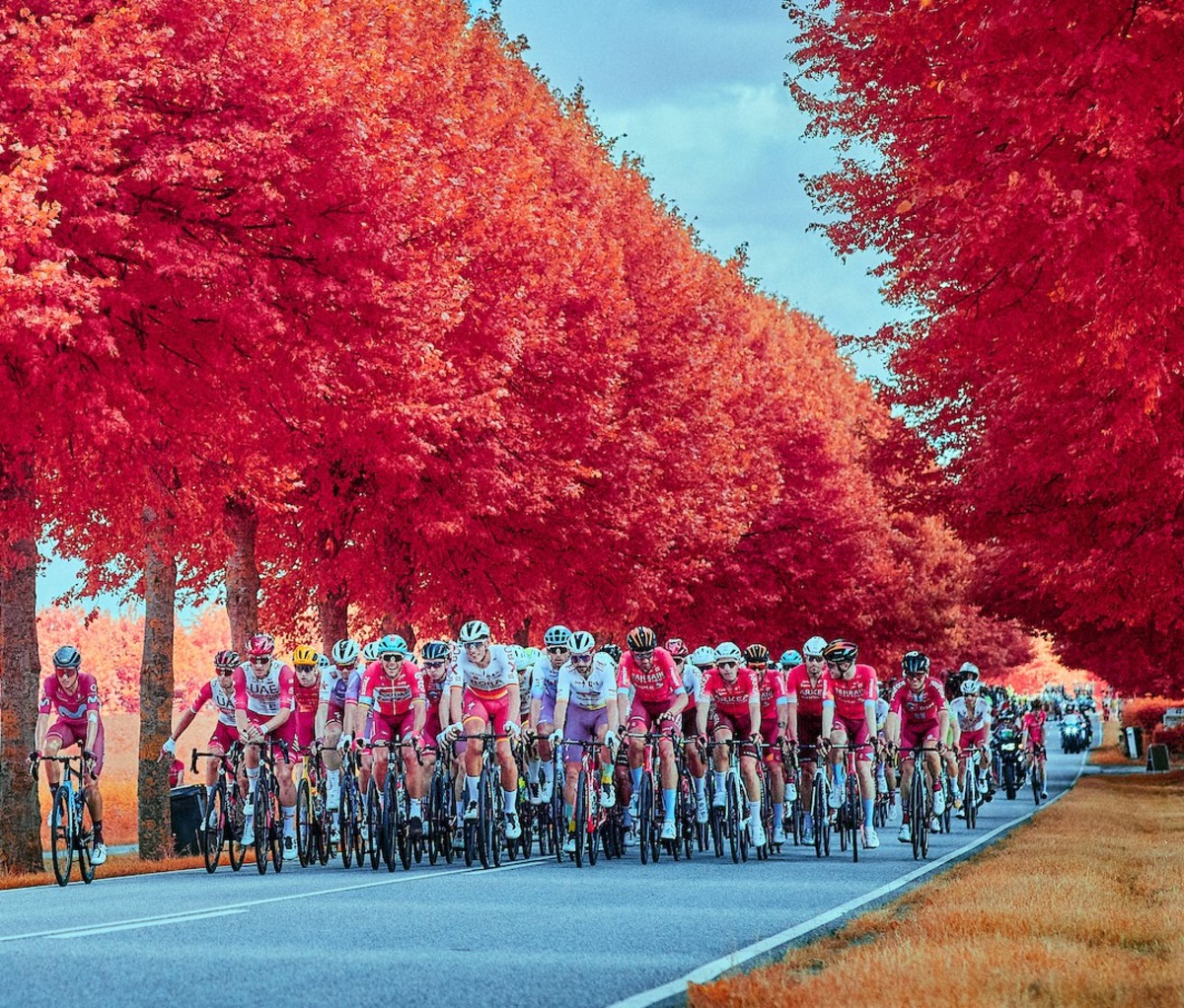 Cyclists bike along treelined street in Denmark